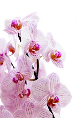 Pembe phalaenopsis çiçek