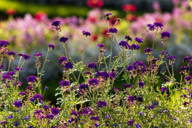Çiçek açan çiçekler makro