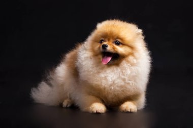 Siyah arka plan üzerine Pom