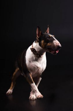 Üç renkli bullterrier siyah arka plan üzerine