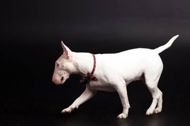 Siyah arka plan üzerine beyaz bullterrier