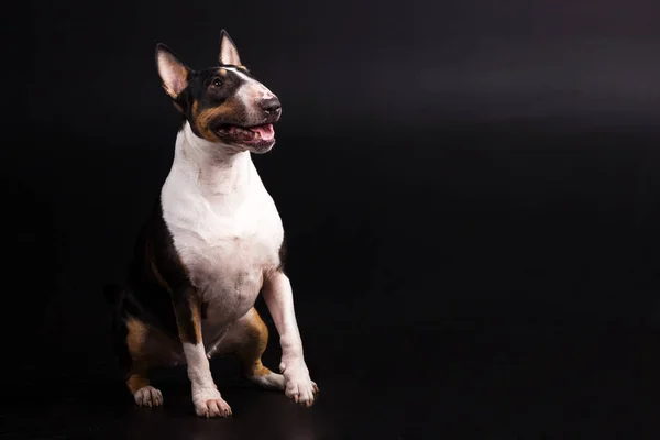 Drie gekleurde bullterrier op zwarte achtergrond — Stockfoto