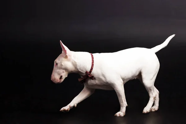 Witte bullterrier op zwarte achtergrond — Stockfoto