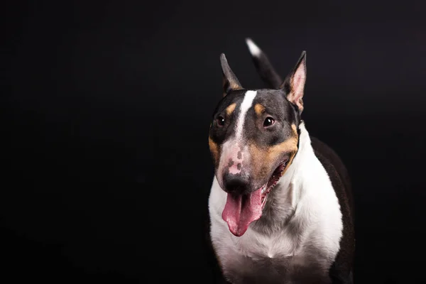 Drie gekleurde bullterrier op zwarte achtergrond — Stockfoto