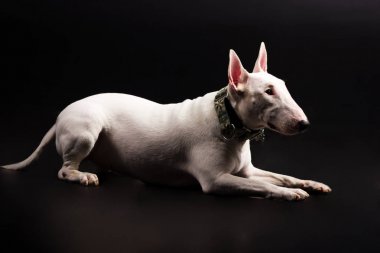 Siyah arka plan üzerine beyaz bullterrier