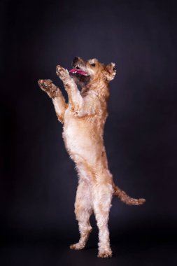 İrlandalı yumuşak kaplamalı buğday korkunç