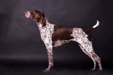 Alman shorthaired ibre