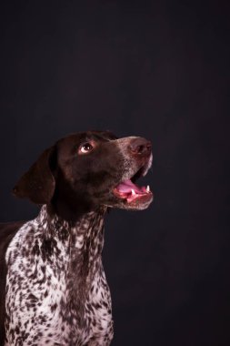 Alman shorthaired ibre