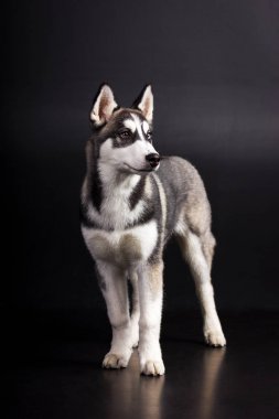 Husky siyah arka plan üzerine