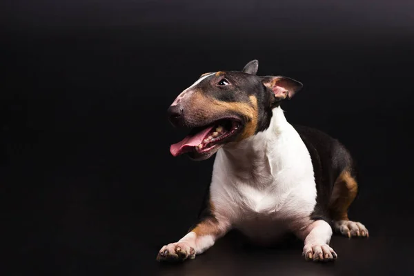 Drie gekleurde bullterrier op zwarte achtergrond — Stockfoto