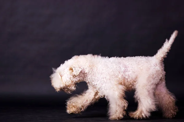 Ierse soft coated wheaten terriër — Stockfoto