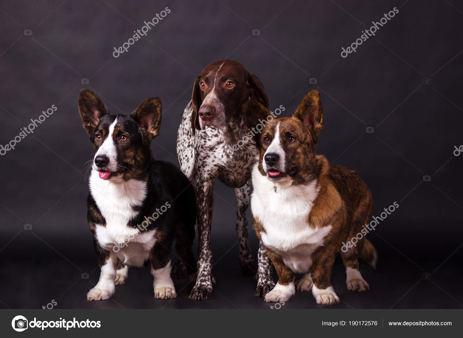 Two Welsh Corgi Cardigan And Kurzhaar Stock Photo