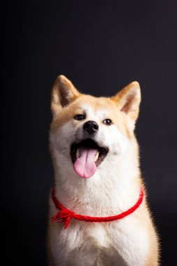 Akita Inu siyah arka plan üzerine
