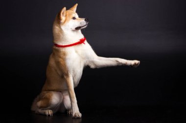 Akita Inu siyah arka plan üzerine