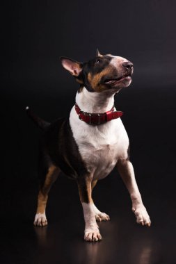 Üç renkli bullterrier siyah arka plan üzerine