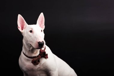 Siyah arka plan üzerine beyaz bullterrier
