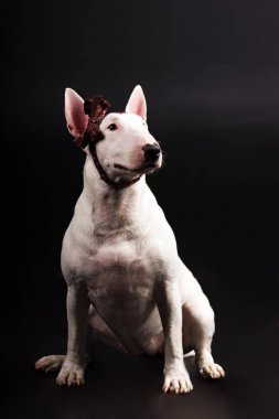 Siyah arka plan üzerine beyaz bullterrier