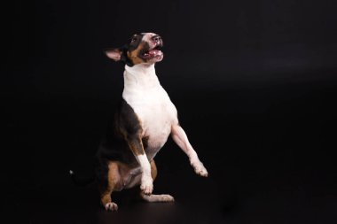 Üç renkli bullterrier siyah arka plan üzerine