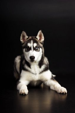 Husky siyah arka plan üzerine