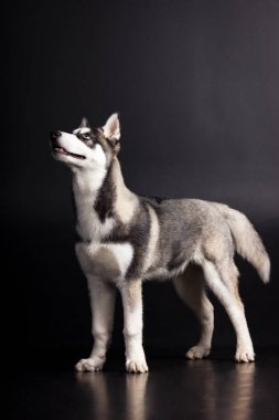 Husky siyah arka plan üzerine