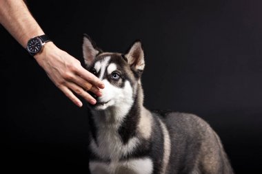 Husky siyah arka plan üzerine