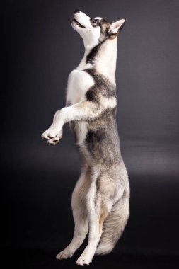 Husky siyah arka plan üzerine