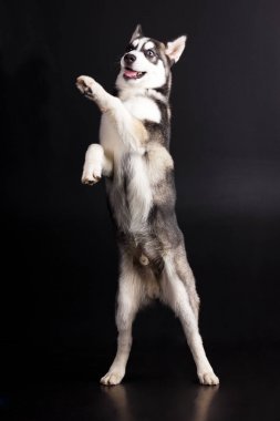 Husky siyah arka plan üzerine