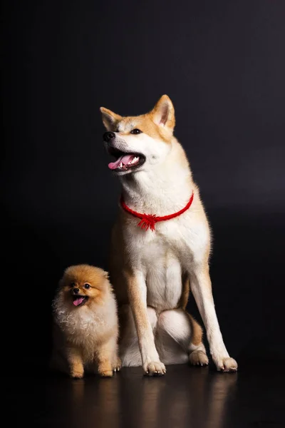 秋田犬と黒い背景にポンポン — ストック写真