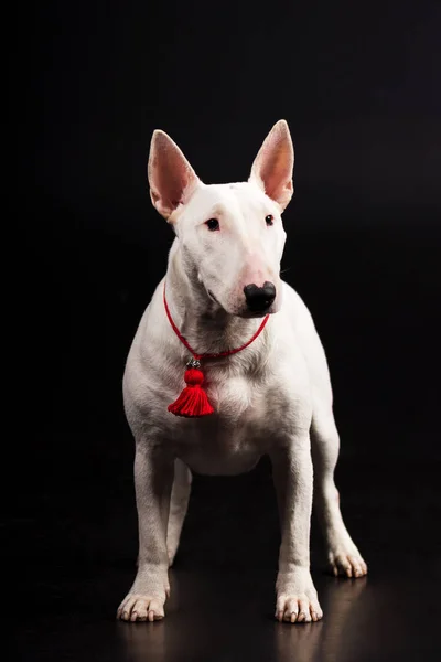 Siyah arka plan üzerine beyaz bullterrier