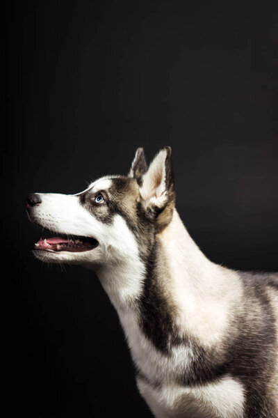 Black and white siberian husky looks aside and smiles on black background at studio