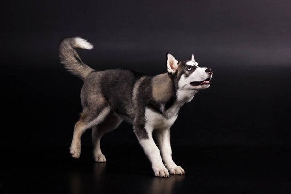 Black and white siberian husky looks aside and smiles on black background at studio
