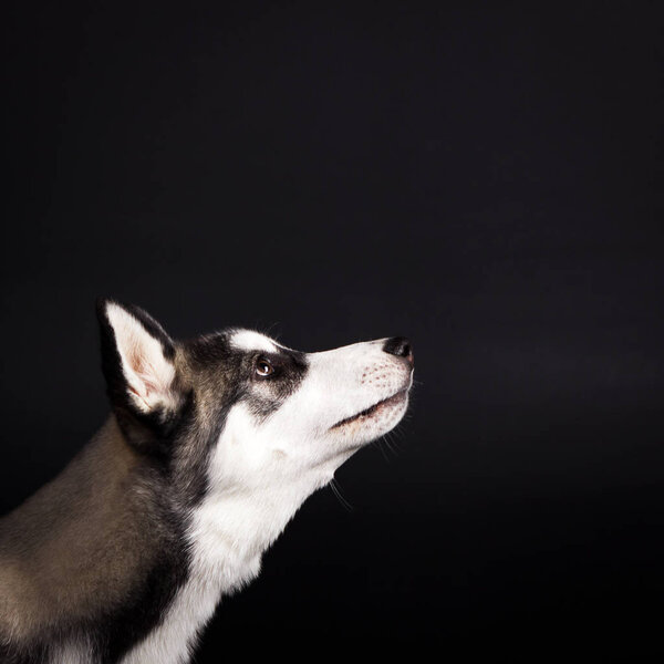 Black and white siberian husky looks up on black background at studio