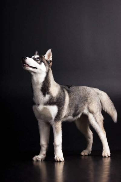 Black and white siberian husky looks up and smiles on black background at studio