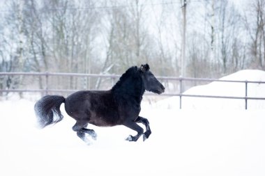 Siyah midilli kış günü yeleye biner.