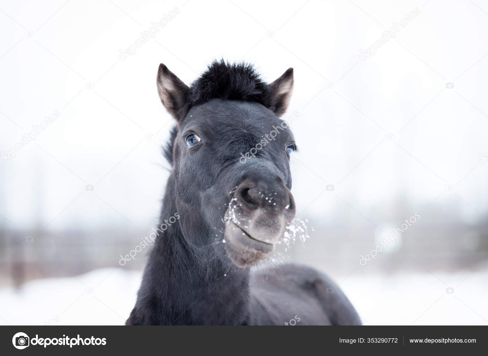 Poney Noir En Manege Le Jour D Hiver Image Libre De Droit Par Svetlanistaya C Poney Noir En Manege Le Jour D Hiver Image Libre De Droit Par Svetlanistaya C
