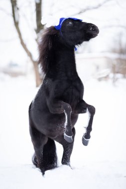 Siyah midilli kışın manege 'de