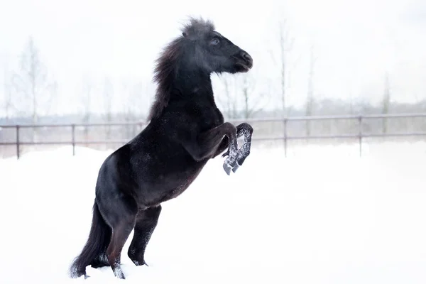 冬日黑马在大殿中 — 图库照片