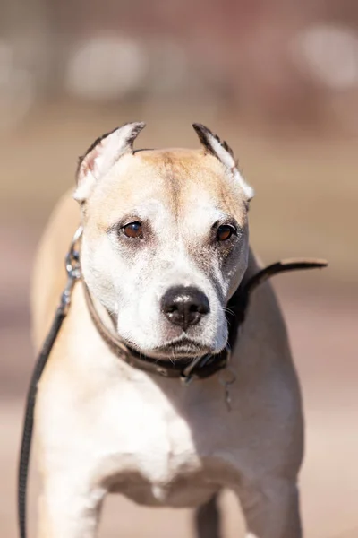 Alter Roter Amerikanischer Staffordshire Terrier Mit Abgeschnittenen Ohren Spaziert Herbsttag — Stockfoto