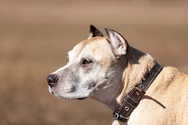 Viejo Staffordshire Terrier Rojo Americano Con Orejas Recortadas Camina Aire —  Fotos de Stock