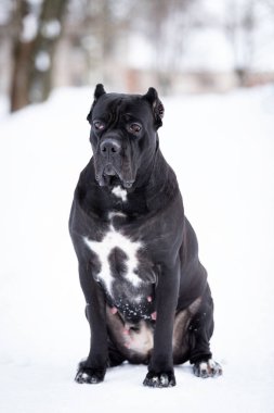 Yetişkin İtalyan baston Corso kış günü dışarı çıkar.