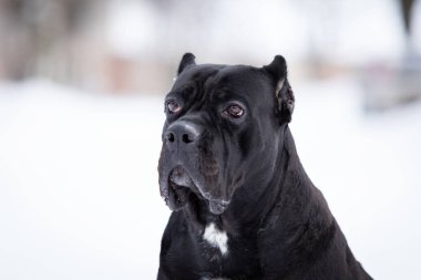 Yetişkin İtalyan baston Corso kış günü dışarı çıkar.