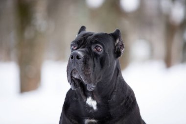 Yetişkin İtalyan baston Corso kış günü dışarı çıkar.