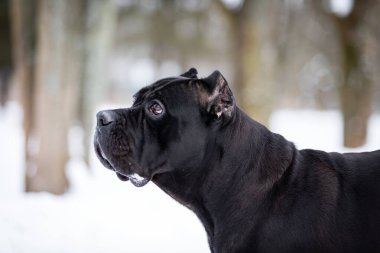 Yetişkin İtalyan baston Corso kış günü dışarı çıkar.