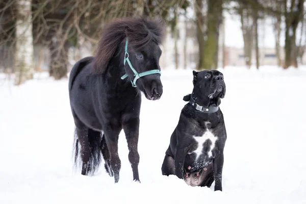 犬と黒のポニーは冬の日に屋外を歩く — ストック写真