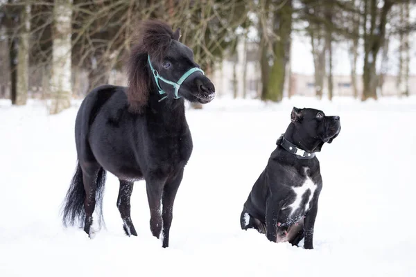 犬と黒のポニーは冬の日に屋外を歩く — ストック写真