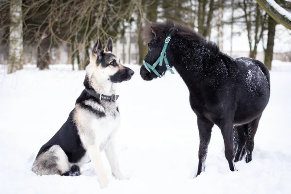 犬と黒のポニーは冬の日に屋外を歩く — ストック写真