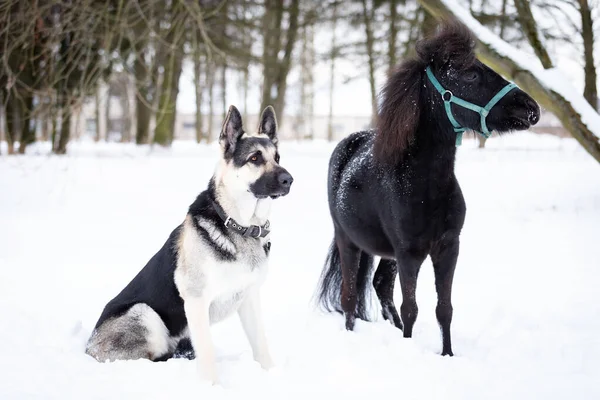 犬と黒のポニーは冬の日に屋外を歩く — ストック写真