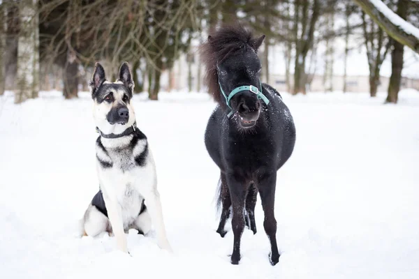 犬と黒のポニーは冬の日に屋外を歩く — ストック写真