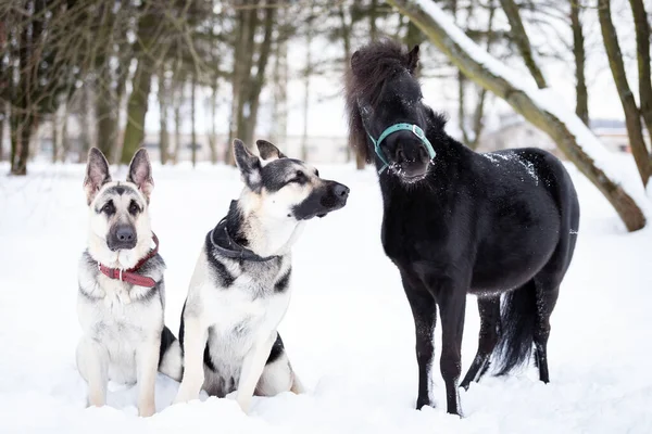 犬と黒のポニーは冬の日に屋外を歩く — ストック写真