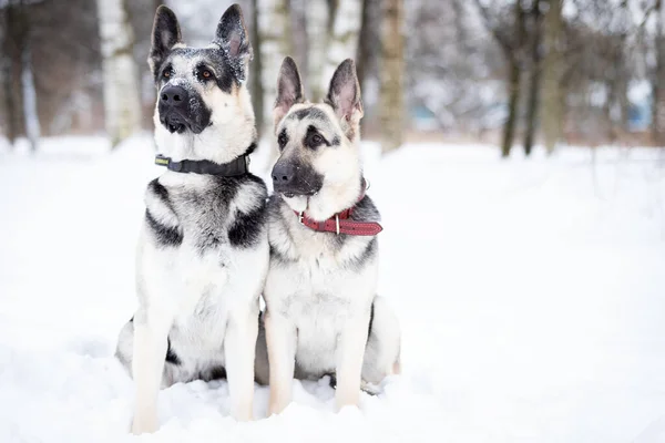 Two East European Shepards Walks Outdoor Winter Day — Stock Photo, Image